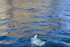 Le Mola Mola se laisse porter au raz de l'eau